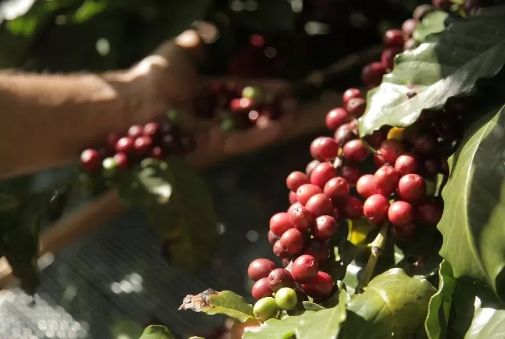 IAC inicia testes de campo para produzir café descafeinado