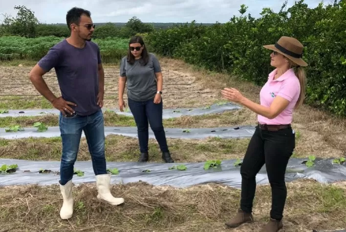 Agricultores familiares produzem hortaliças no Canal do Sertão