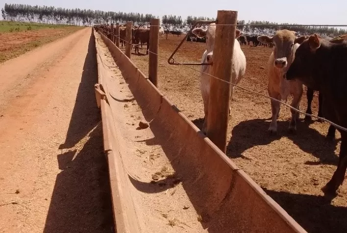 A chave para o sucesso na pecuária: leitura de cocho eficiente influencia desempenho dos animais