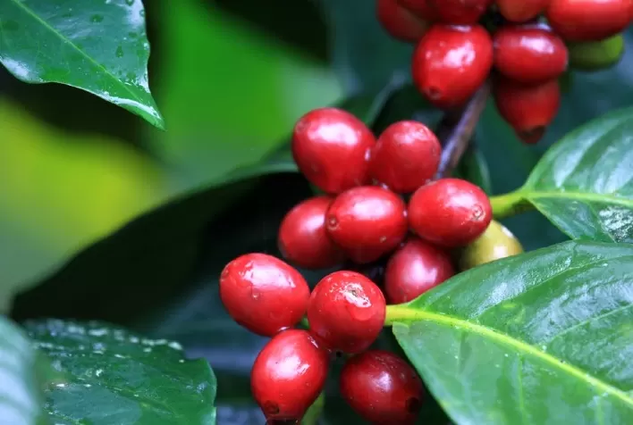 INPI reconhece a primeira IG para café de 2023