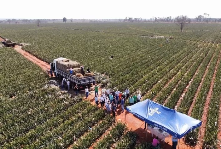9ª Feira de Agronegócios do Abacaxi será realizada em Aparecida de Minas