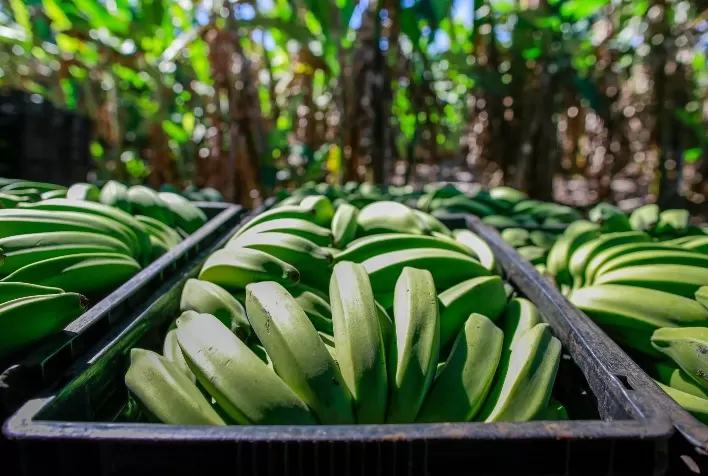 Agrodefesa orienta sobre medidas fitossanitárias da cultura da banana em Goiás
