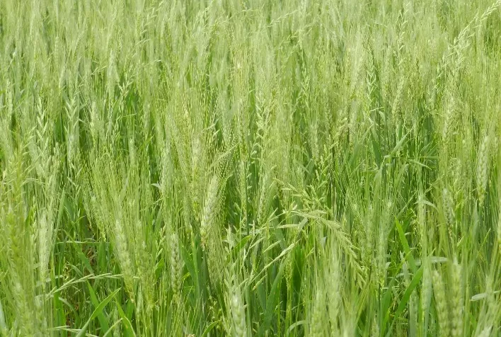 Avanço na resistência de azevém aos herbicidas