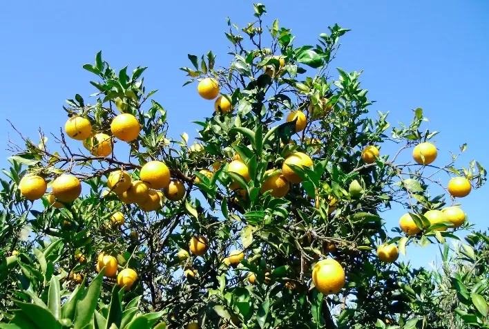 Citricultura: Sistema Estadual de Agricultura divulga orientações para conter avanço do HLB