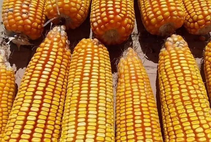 Novo milho híbrido é tolerante a lagartas e ao herbicida glifosato