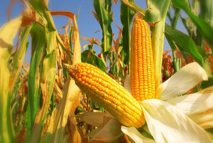 Após USDA melhorar lavouras, Chicago abre a 3ª feira com milho em queda esperando relatórios de sexta-feira