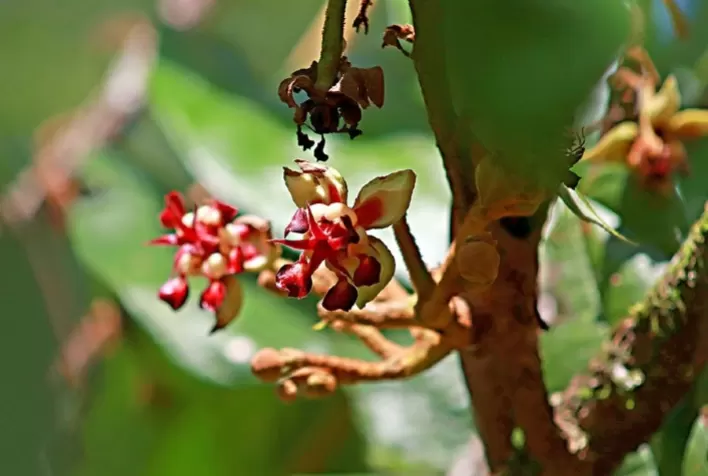 Bioeconomia inclusiva na Amazônia pode beneficiar 750 mil famílias