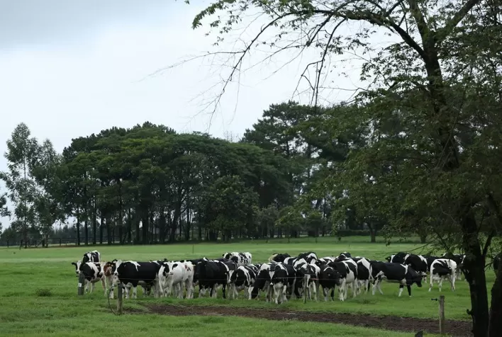 Saída de produtores e redução de rebanho no mercado de leite preocupam pesquisadora do IEA