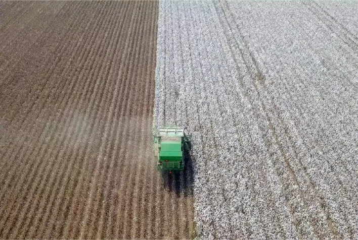 Comercialização foi pontual no mercado doméstico de algodão