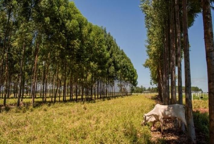 Novo Programa de Aceleração do Crescimento promete contemplar a agropecuária brasileira
