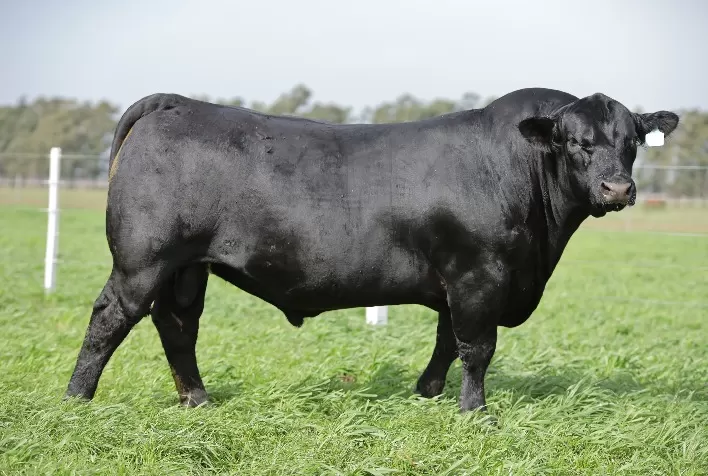 Rincon Code 2023 chega com trilogia Angus, Brangus e Ultrablack