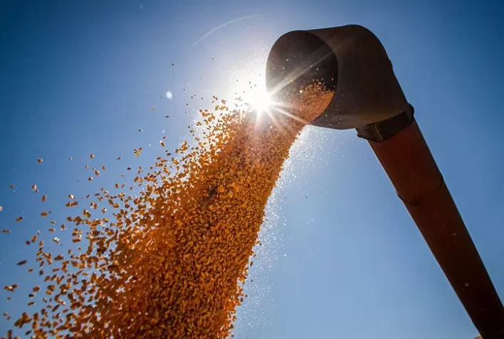Restando 1,2% do milho por colher no MT, Imea acompanha avanço das exportações do estado