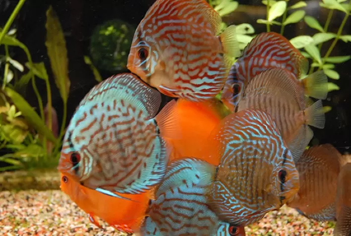 Piscicultura Ornamental e Meliponicultura serão atendidas pelo Programa ATeG na Zona da Mata Mineira