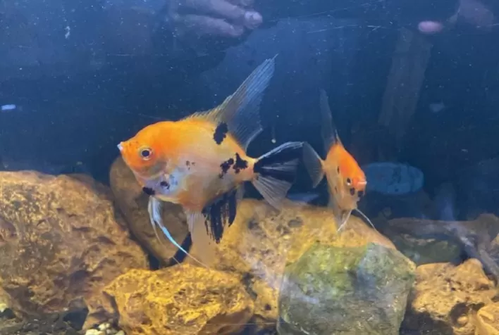 Piscicultores da Zona Mata realizam exposição de peixes ornamentais