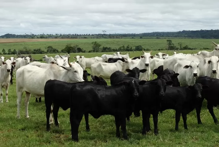 Ciclo pecuário: pecuarista precisa investir agora para garantir lucro com bezerros de 2025