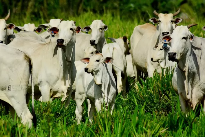 Ação on-line vai oferecer descontos de até 54% em genética bovina