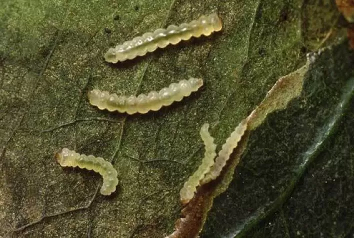 Café: manejo simultâneo de bicho-mineiro e da broca são diferenciais para a produtividade