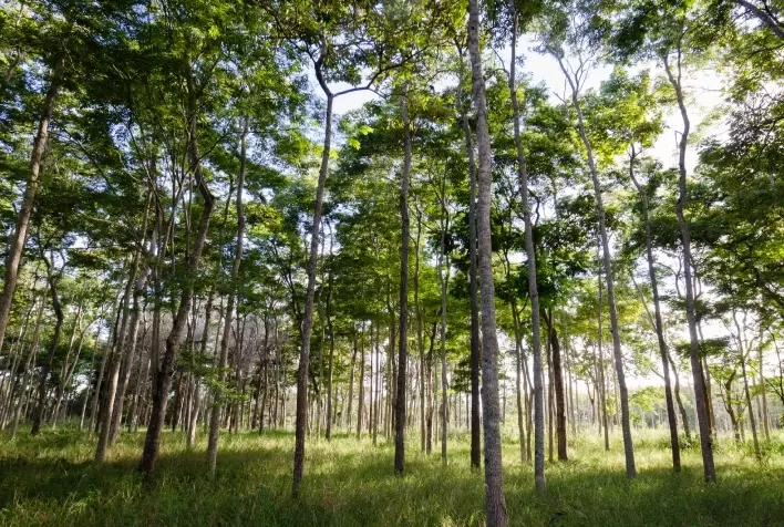 Projeto de pesquisa sobre árvores nativas da Amazônia e Mata Atlântica recebe doação de US＄ 2,5 milhões do Bezos Earth Fund