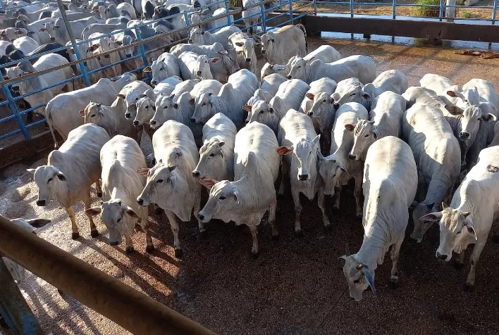 Peso e cobertura de gordura são destaques do Circuito Nelore de Qualidade em Água Boa (MT), que avaliou 408 animais