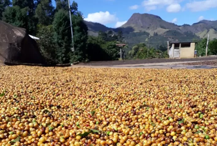 Cafeicultores de Pedra Bonita comemoram 1ª exportação