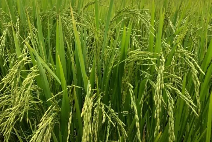 Herbicida revoluciona controle de invasoras do arroz com a tecnologia da formulação encapsulada (CS)