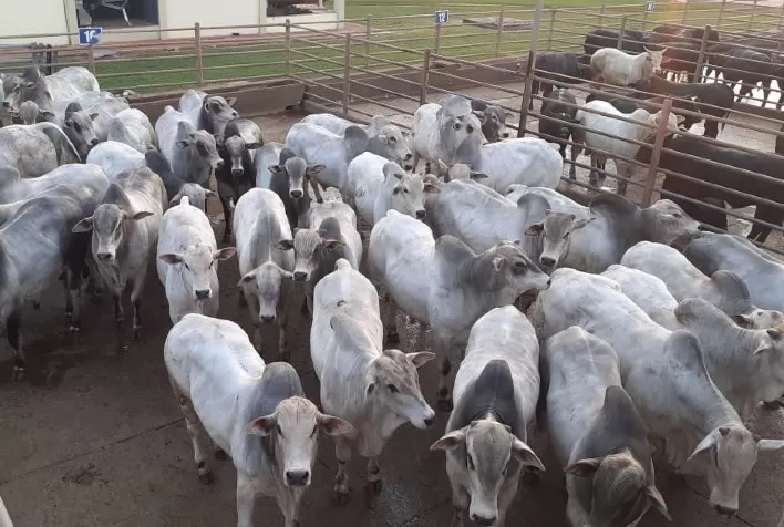 Desempenho do boi gordo na 33ª semana de 2023