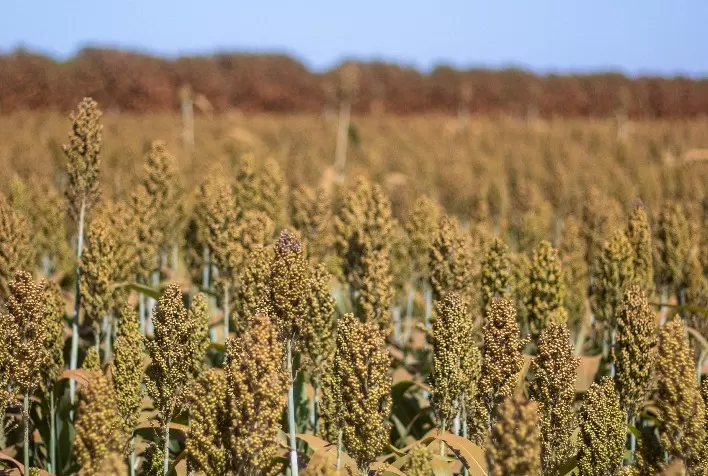 Boa Safra adiciona sorgo ao seu portfólio de sementes