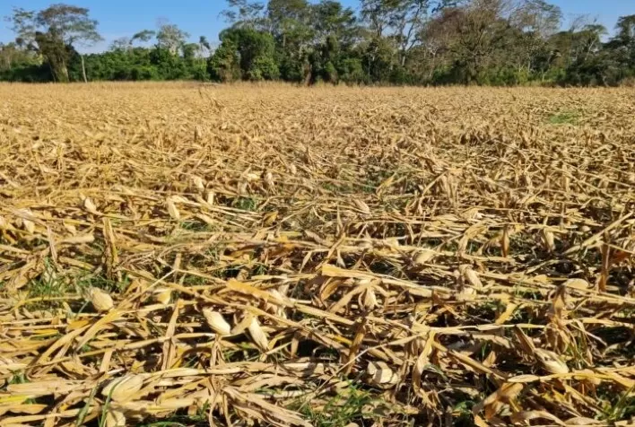 Famasul alerta para dificuldades na colheita do milho após ventania que tombou lavouras no MS