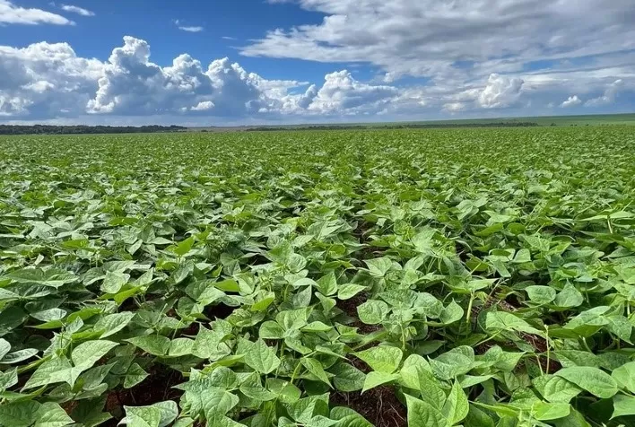 Tecnologias biológicas e coinoculação chegam a dobrar produtividade de lavouras de feijão