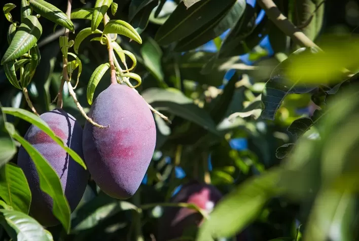 A produção da fruta no país deve aumentar em 22,9% na próxima década, segundo o Mapa