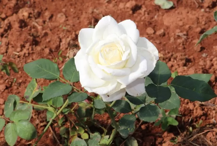 Epamig promove dia de campo sobre flores comestíveis