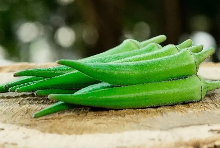 Precocidade e produtividade de nova variedade de quiabo potencializam lavouras do Cinturão Verde