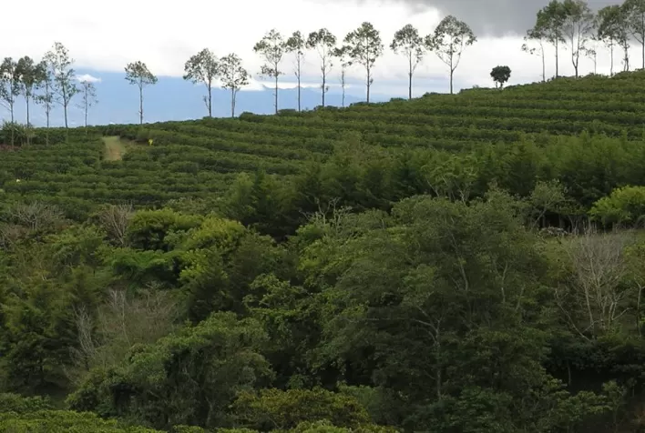 A illycaffè e a Ethiopian Coffee and Tea Authority assinam acordo de colaboração para impulsionar a cadeia de valor do café etíope através de cursos de formação dedicados aos profissionais da cadeia de suprimentos