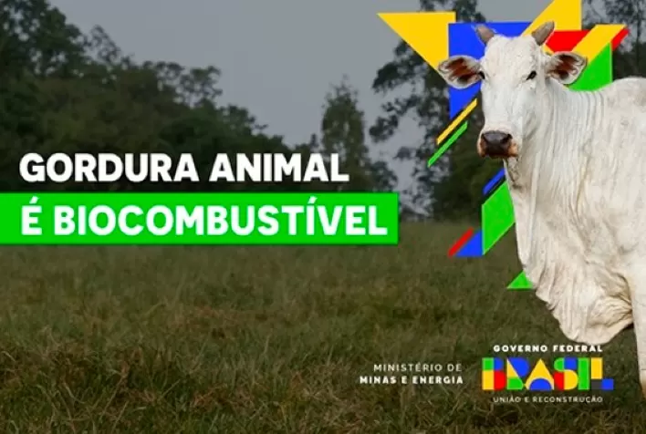 Gordura animal é opção de baixo carbono para a produção de biodiesel