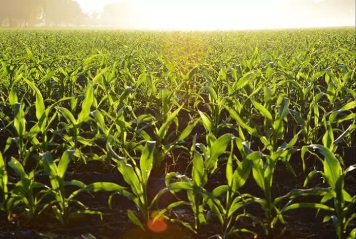 AGRO: Copagril promove campanha de insumos para milho safrinha 2024