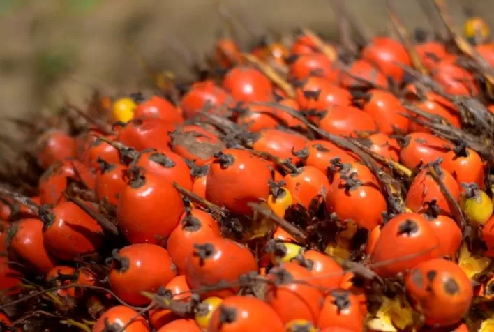 Agricultores familiares do Pará recebem R＄ 16 milhões no primeiro semestre com a venda de dendê para BBF