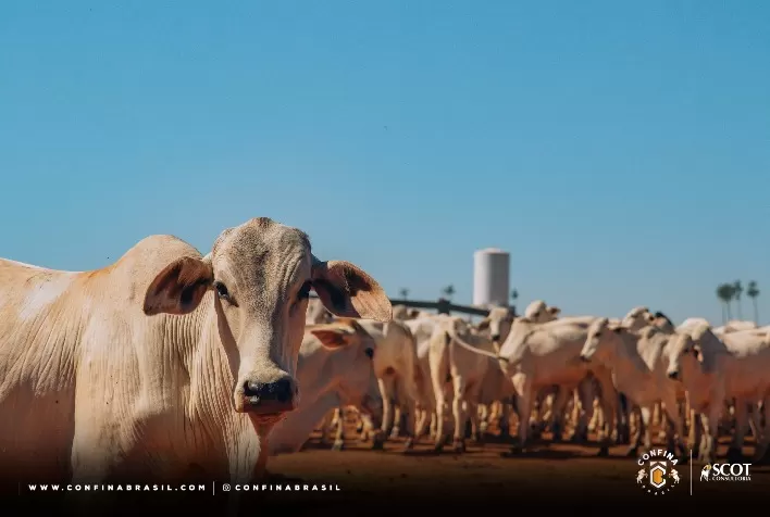 Confinamentos maranhenses foram destinos da terceira rota do Confina Brasil 2023