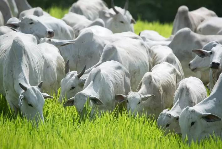 Defesa agropecuária contribui para crescimento de abates de bovinos e aves em Goiás