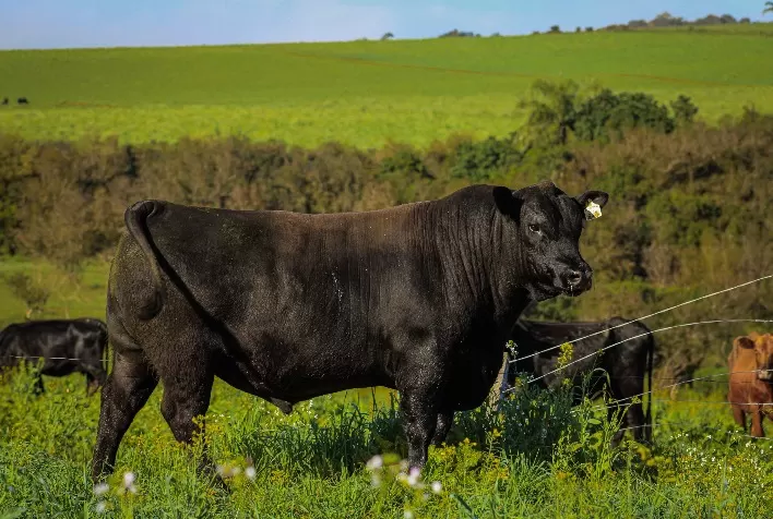 Integração faz dez anos com oferta de elite da Prova de Eficiência Alimentar e dos Sumários Angus e Brangus
