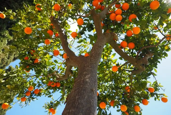 Incidência do greening aumenta e controle de inseto é fundamental para evitar prejuízos na produção de citros