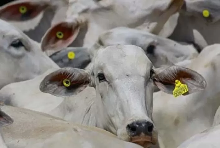 Rastreabilidade na pecuária pode crescer a partir do engajamento dos produtores rurais
