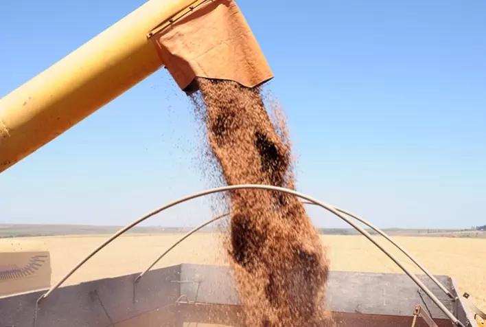Dificuldades logísticas impactam volume de trigo exportado