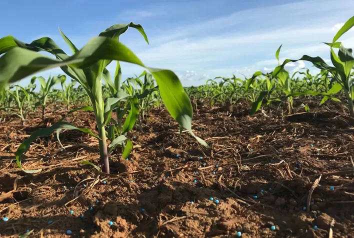 Plantio da safra de milho verão 2023/24 atinge 26,7% no Brasil – SAFRAS
