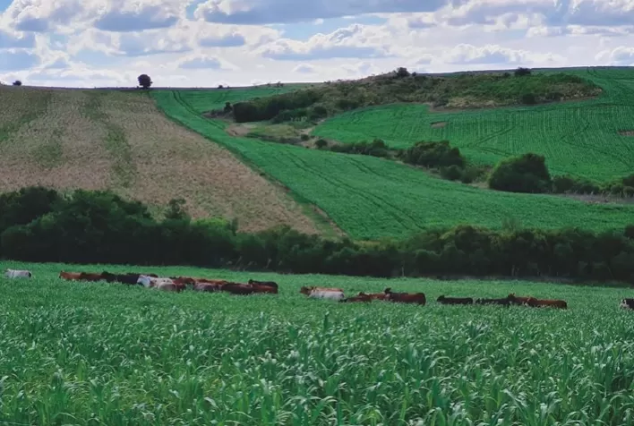 Sistema que integra lavoura e pecuária alia produtividade e sustentabilidade no Pampa
