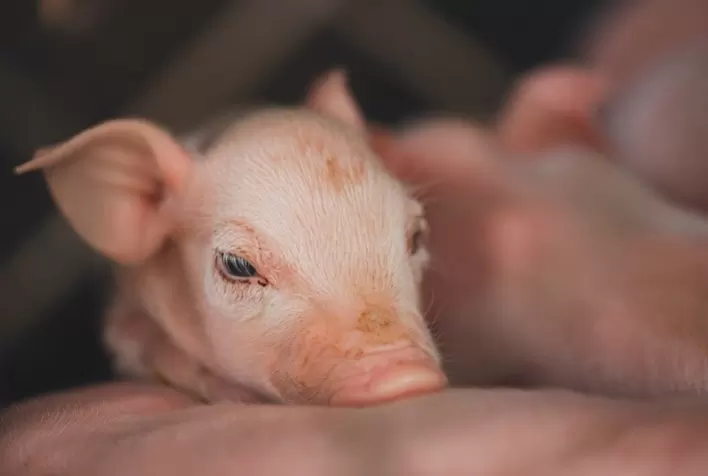 Pesquisas apontam soluções eficientes para potencializar a absorção de nutrientes em suínos durante a lactação