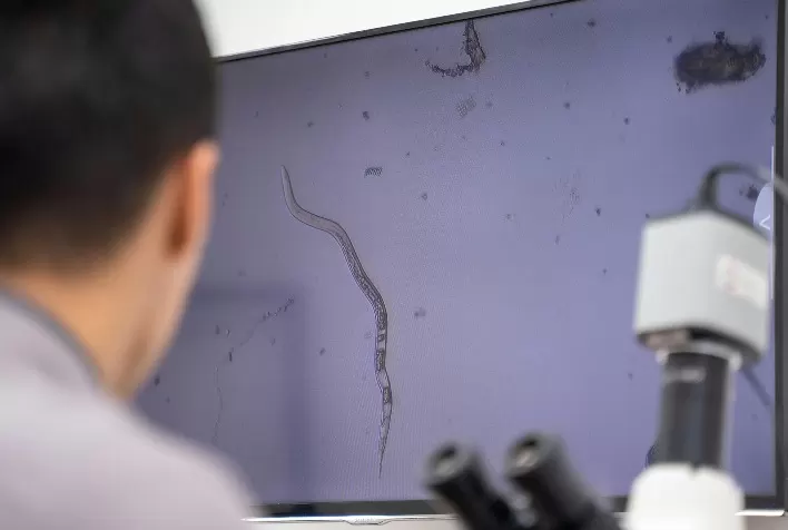 Inimigos invisíveis, nematoides causam perda de até 20% na produção agrícola global por ano