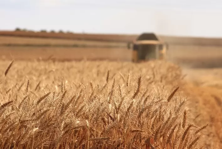 Trigo: Preços seguem em queda; chuvas no RS preocupam agentes