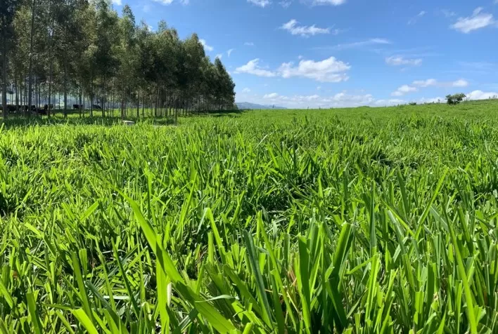 Produtores devem adotar estratégias para evitar perdas no período de vazio forrageiro