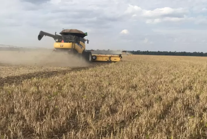 Veja os avanços e desafios da colheita de feijão no Brasil