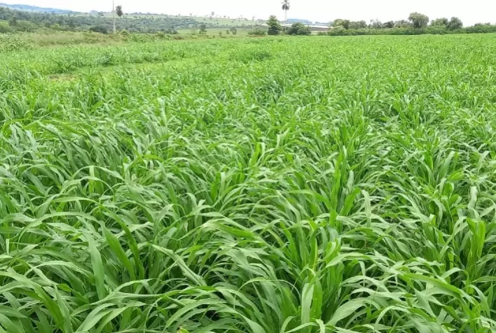 Um dos gargalos da pecuária, alimentação do rebanho alcança qualidade superior com o Híbrido de Milheto ADRF 6010 Valente
